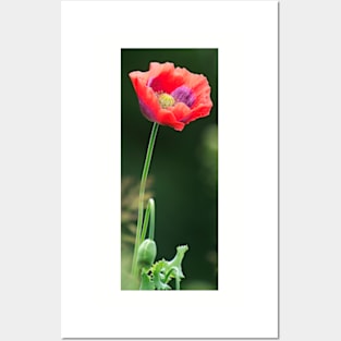 Poppy Posters and Art